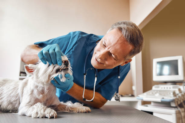 Best Emergency Tooth Extraction in Mundys Corner, PA